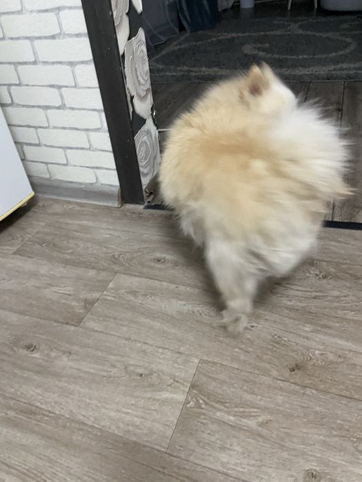 Продам шпится кабеля ему около 2 лет