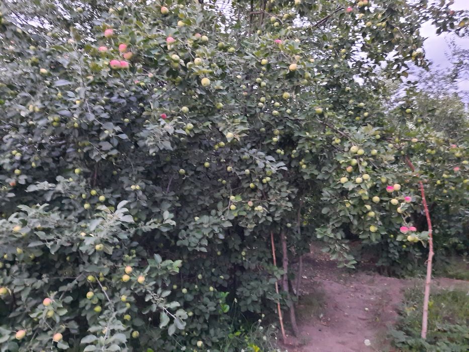 Продам дачу в черте города.