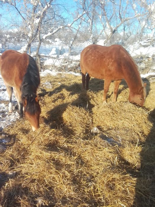 Прадам кабыл 8лет и 1.5