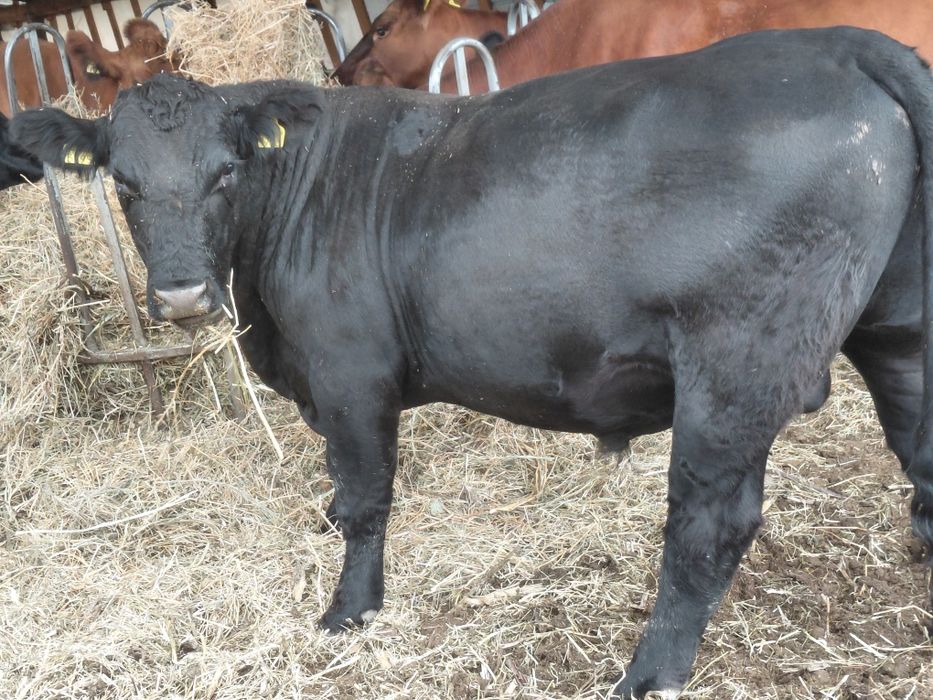 Tauri angus de vanzare