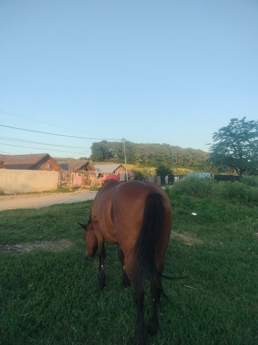 Vând iapa puls ham și căruță