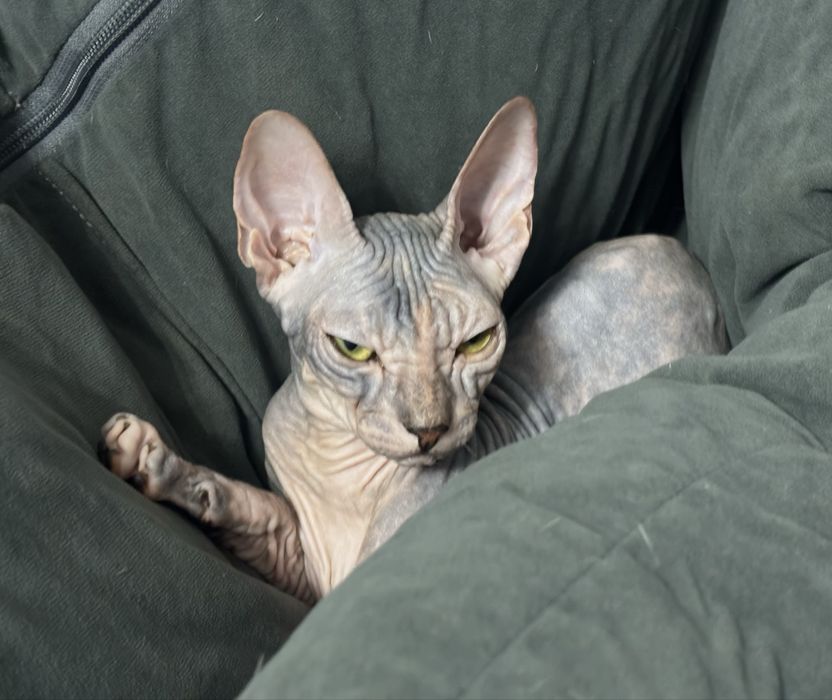 котенок донский сфинкс