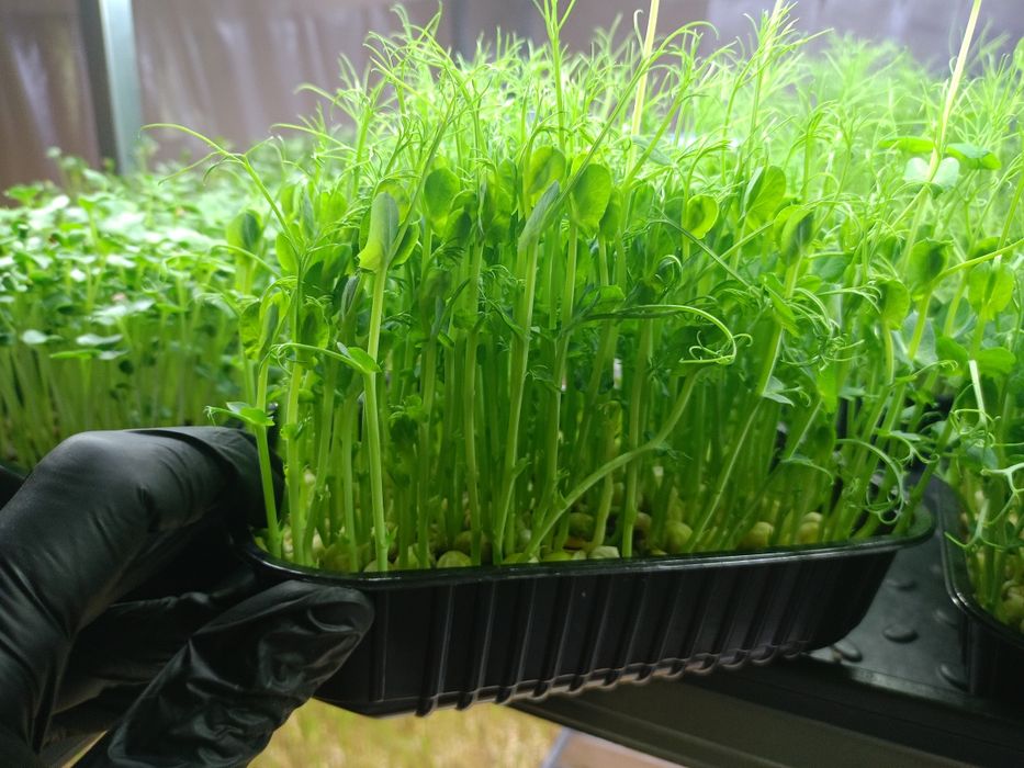 Микрозелень в боксах