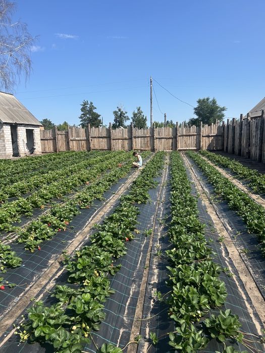 Рассада клубники