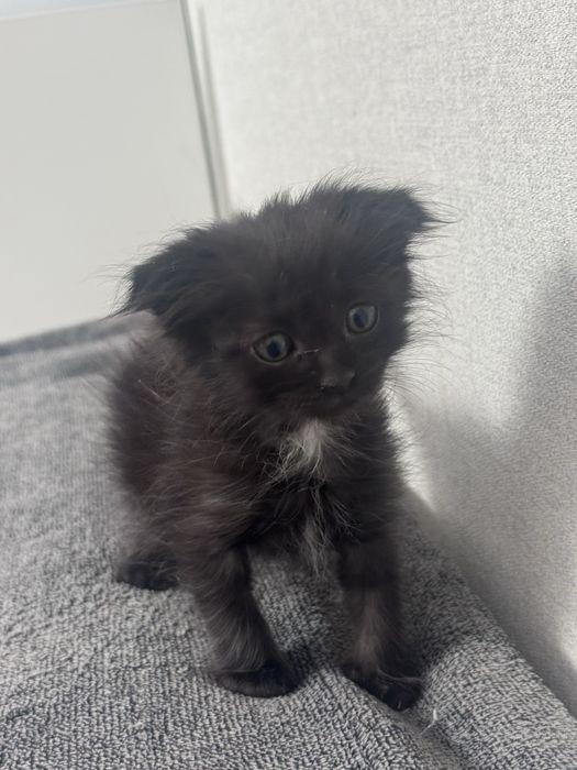 Срочно продаются котята