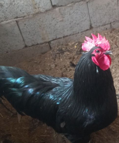 Ruminıya xoʻroz sotiladi