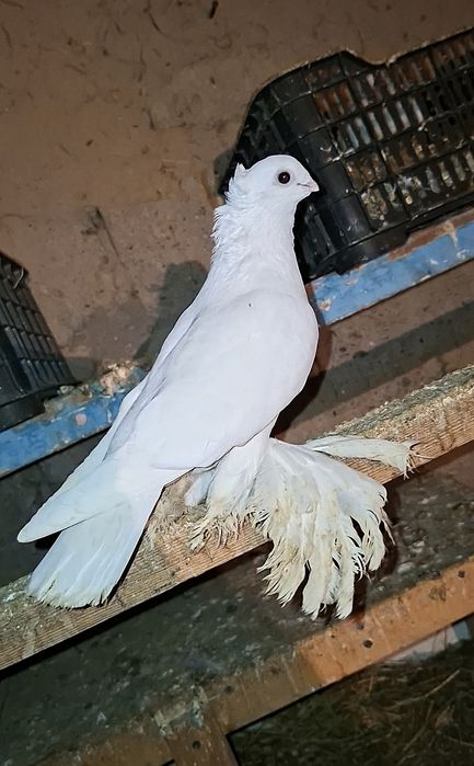 Белая самка готовая