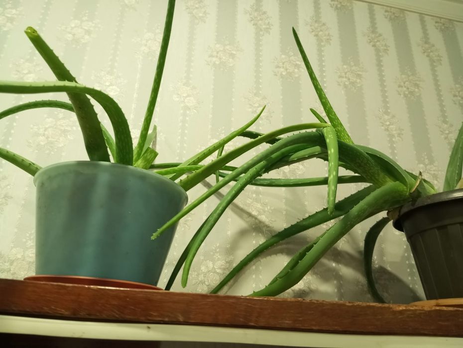 Продам Алоэ цена от 1500 до 2500