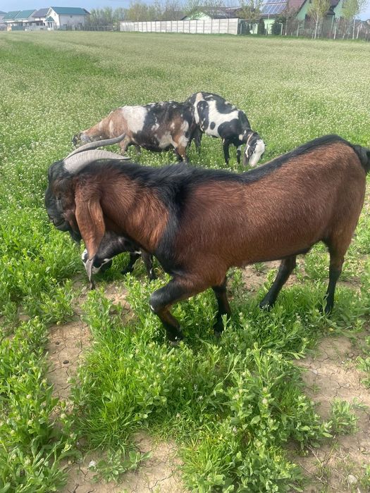 Tap amglonubian ,rasa  pura