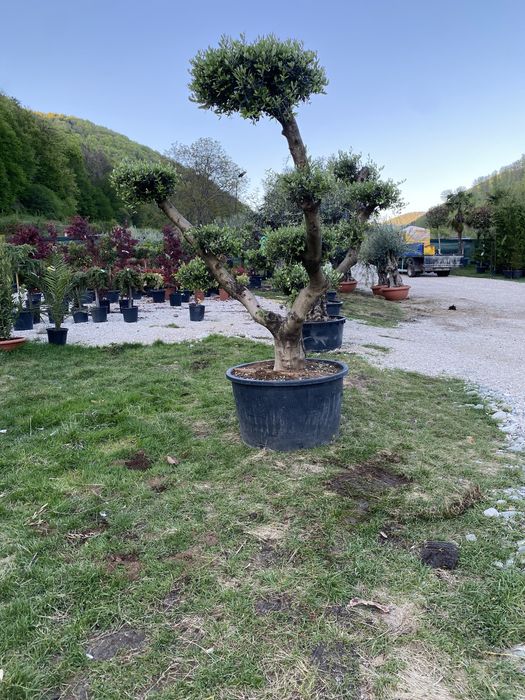 Bonsai din măslini si plante pe stoc