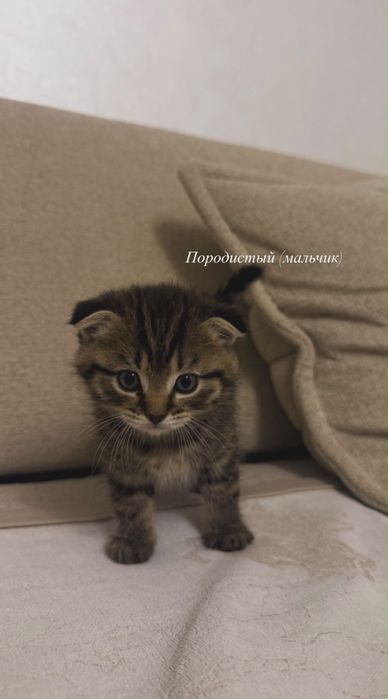 Продаюся котята
