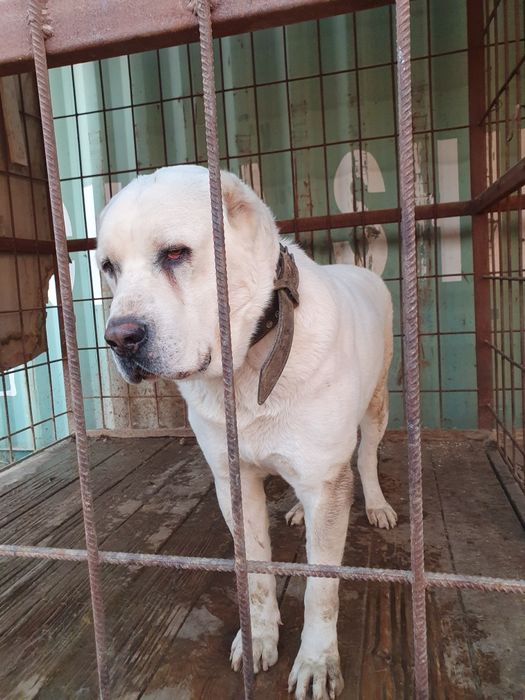 Вязка туркменский АЛАБАЙ