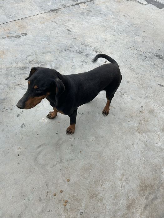 Vand/schimb femela copoi ardelenesc