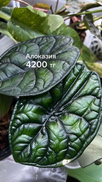 Сансы, алоказия, монстера, эпипремнум