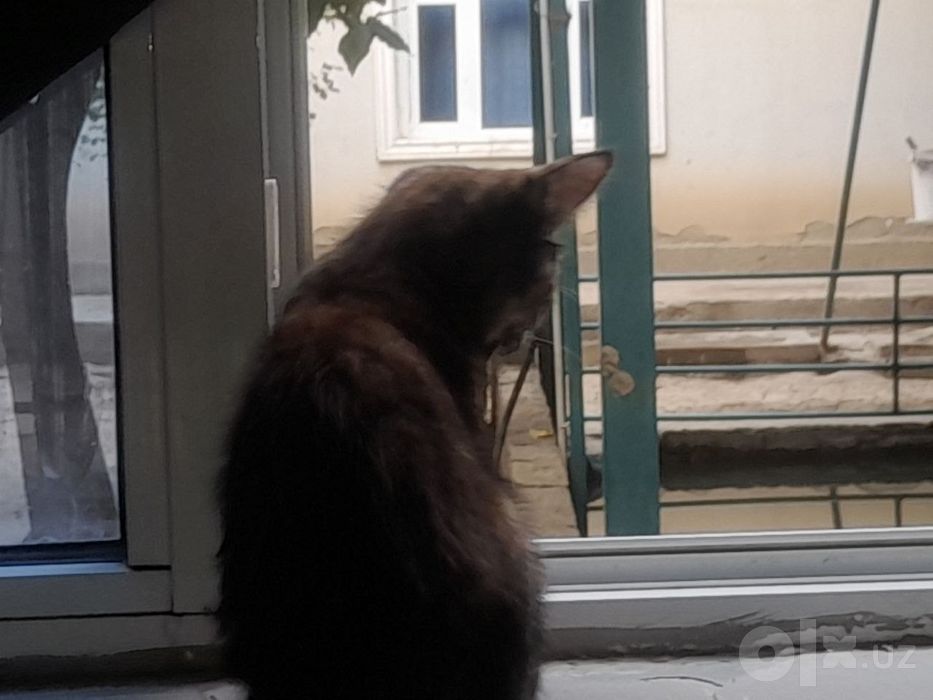 Mushuklar, onasi va 2 ta bolasi
