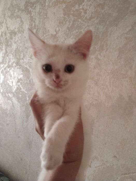 Отдам в добрые руки