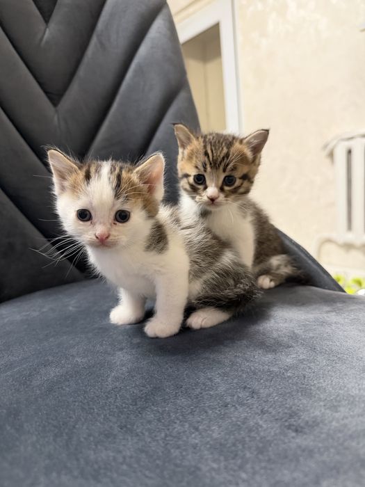 Котята 1,5 месяц