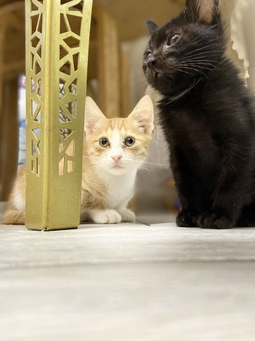 Котята в добрые руки