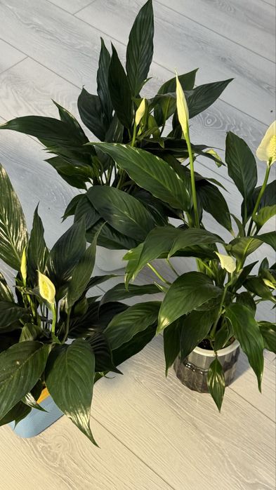 Женское счастье Спатифиллум