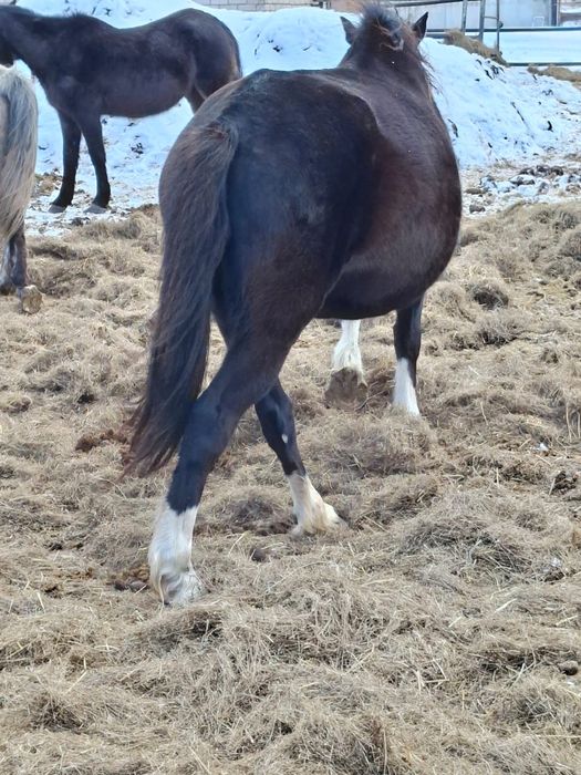 Продам кобыл жеребыж на племя