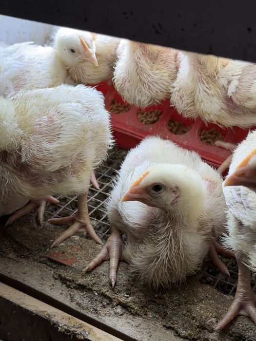 Бролеры 2 недели