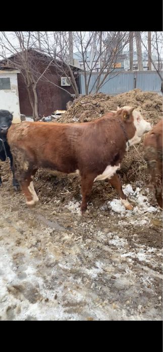 откорм бұқалар жақсы бағада