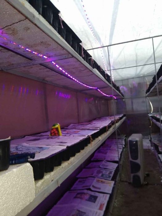 Lumini, Banda LED pentru cresterea plantelor