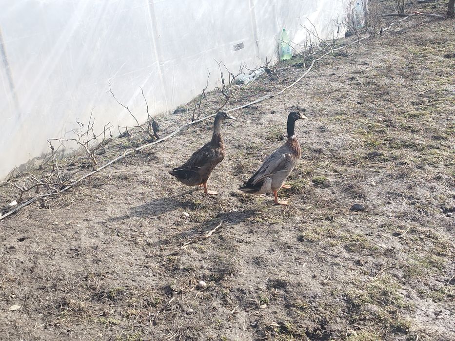 Brahma, chabo, fazan comun, rate alergatoare sau rate indiene