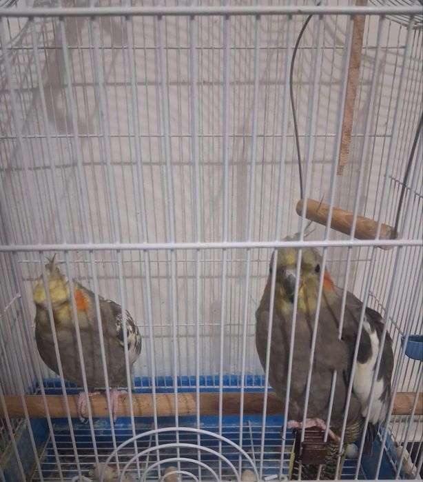 Vand papagali urgent 500 lei cu tot cu cusca .