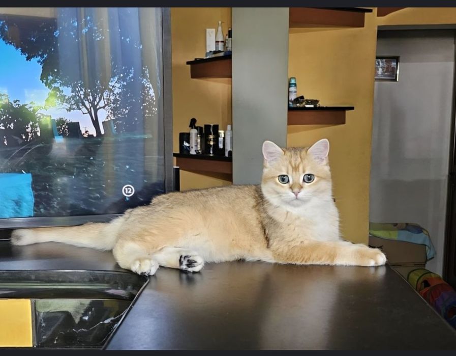 Baiat british cu pedigree