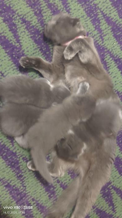 Продаётся котята 1,5 месяца