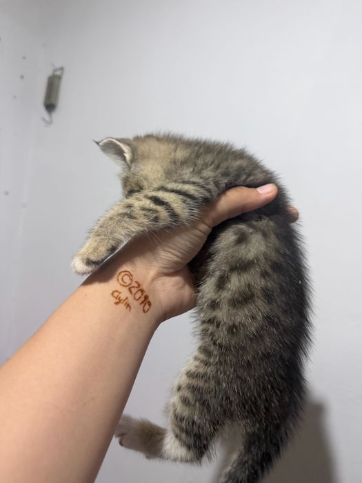 Отдаем котят бесплатно, в добрые руки!!!