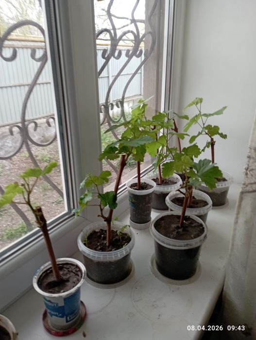 Продам саженцы винограда