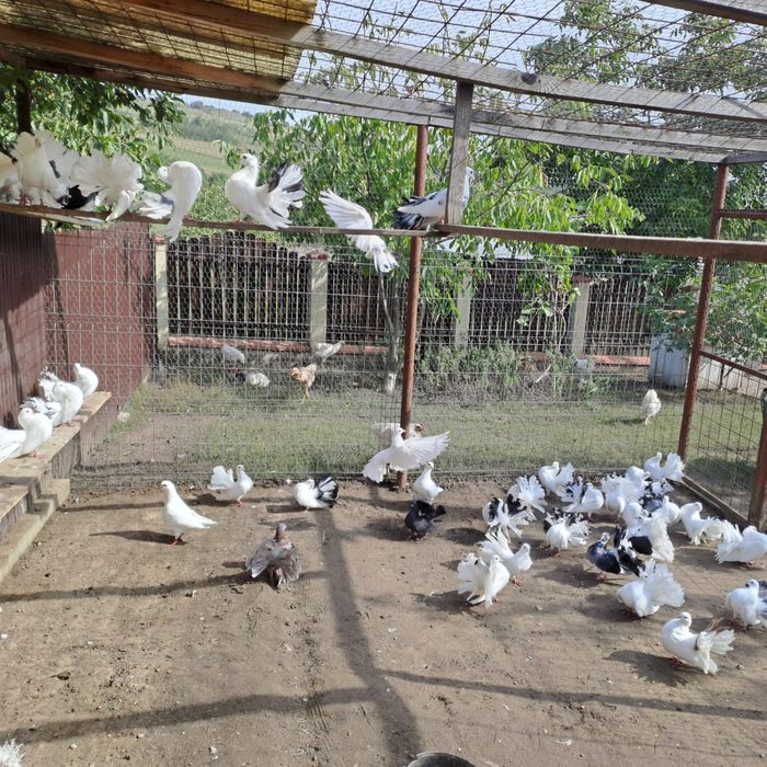 Porumbei albi rotați