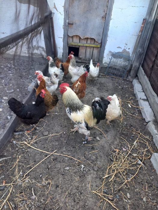Продам курей, петухи, цыплят.
