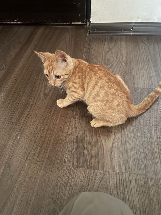 Рыжий котёнок [Даром]
