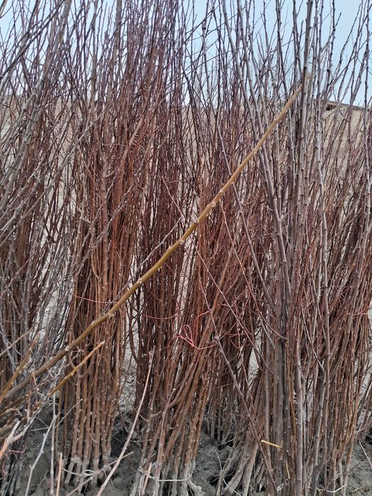 Barcha turdagi ko‘chatlar sotiladi 5000 dan 25000gacha