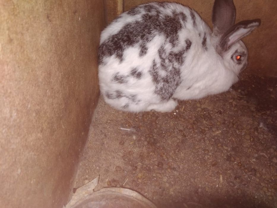 Крольчихи бабочка