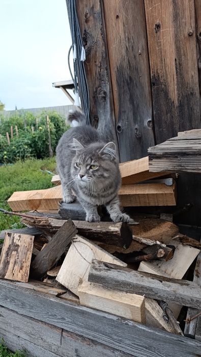 Красивый котик ищет дом