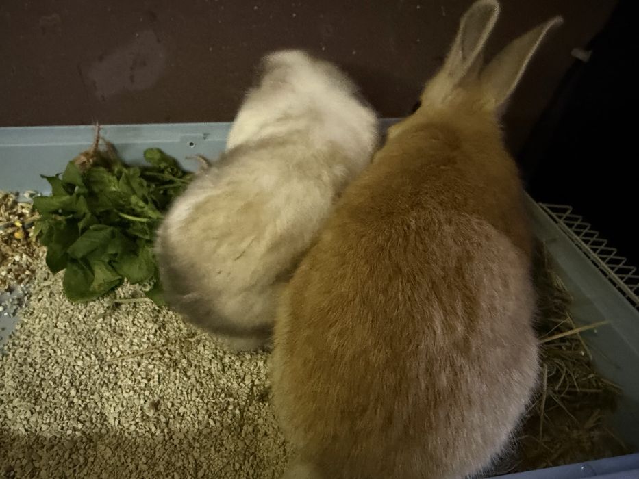 Кролики Мини домашние Живая Игрушка