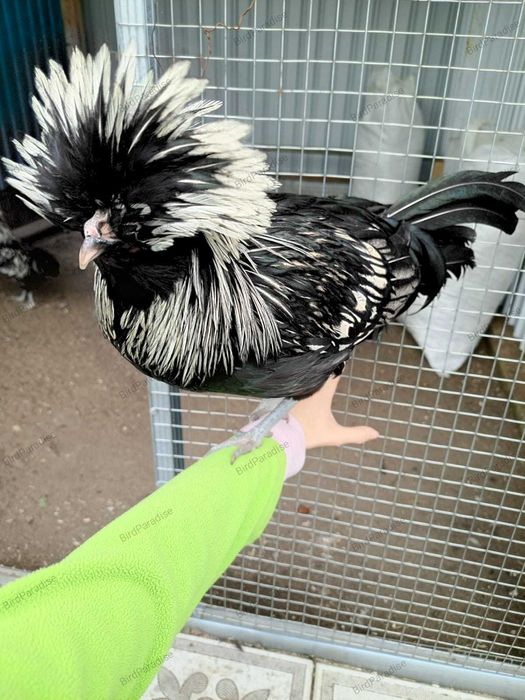 Черный падуан. Итальянский стандарт!