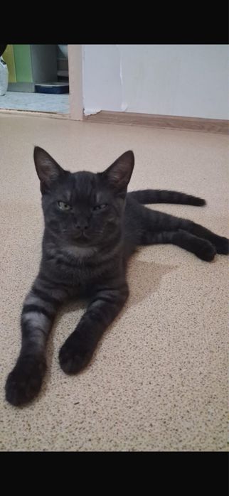 Котята британцы торг есть