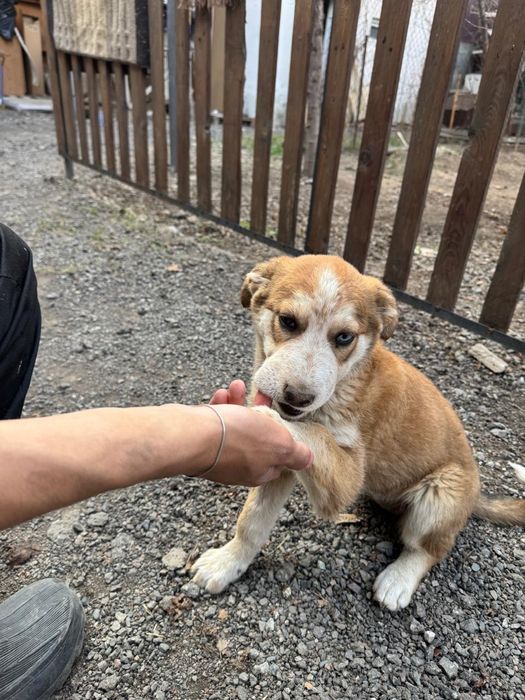 Продам Хаски сибирский