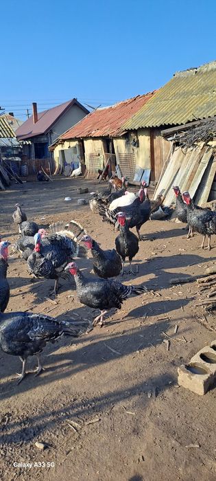 Curci și curcani de anul acesta