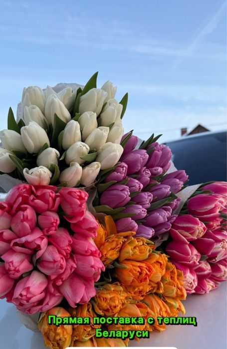 Беларусские тюльпаны