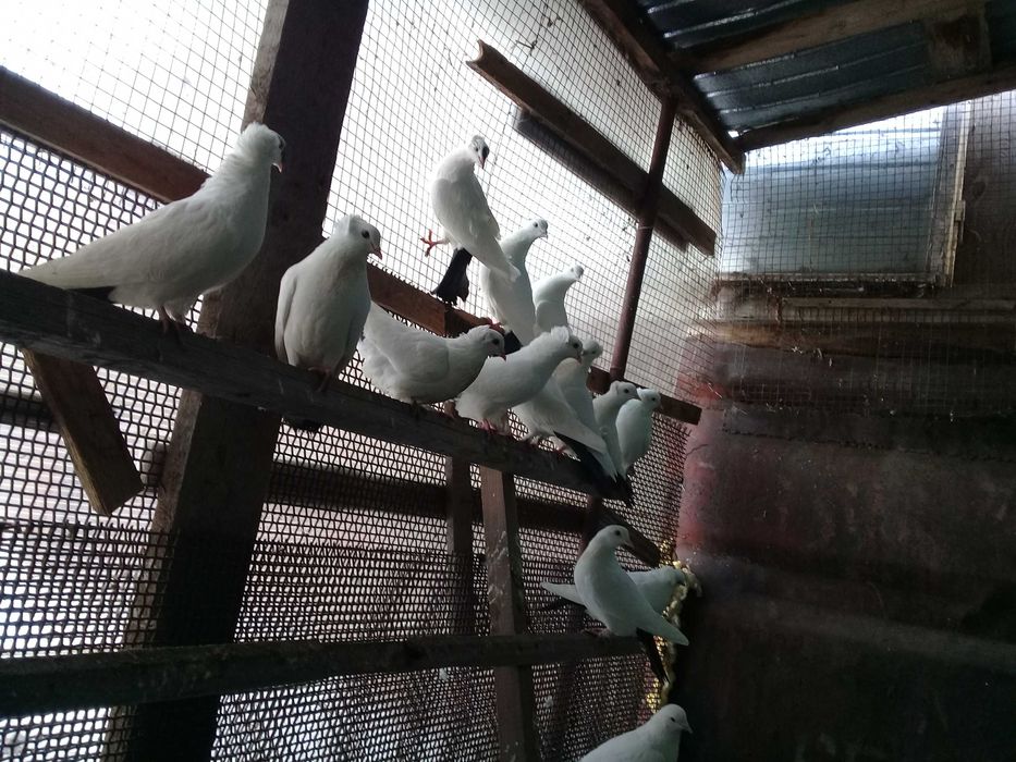 Продам голубей бакинцы бойные летные