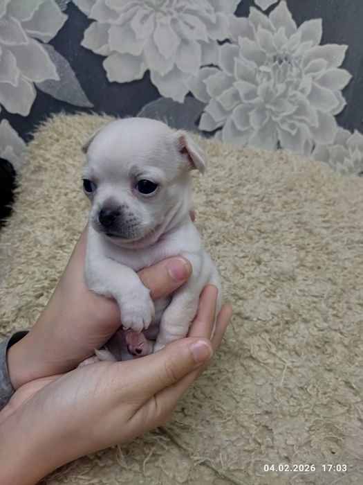 Готовяться к продаже щенки чихуахуа ( бронь)