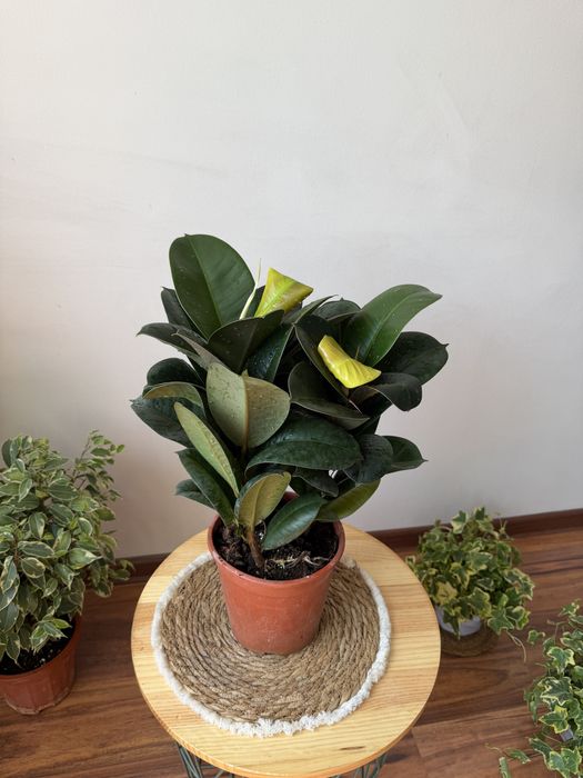 Фикусы в ассортименте