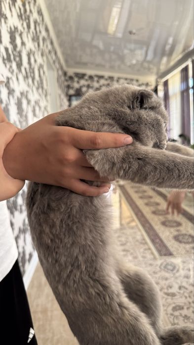 кошка шотландец