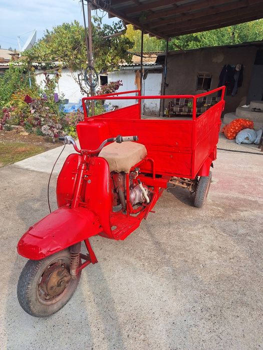 Муравей шымкенти